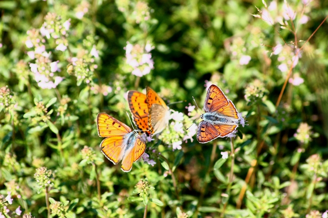 Lycaena alciphron